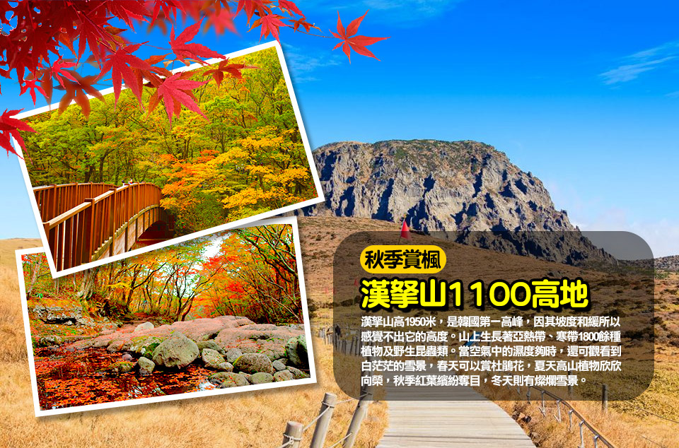 漢拏山1100高地-秋