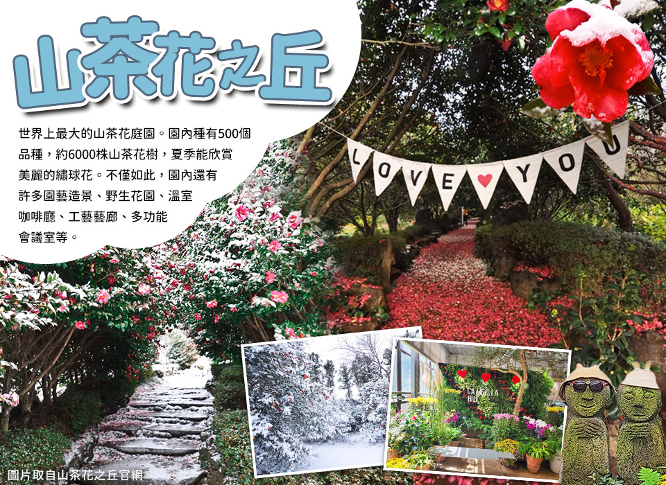 山茶花之丘-冬